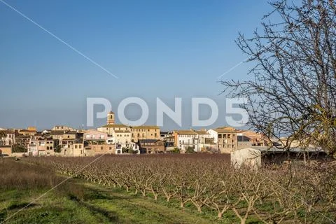 Leafless fruit trees in the foreground with the village of Bennissanet in the ba Stock Photos