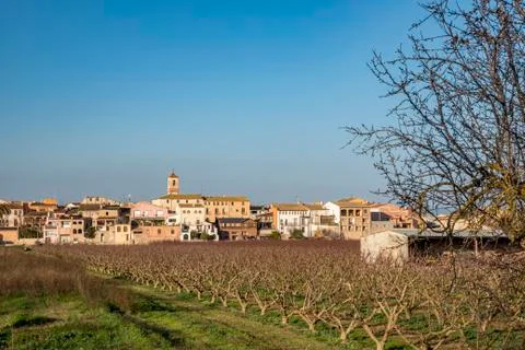 Leafless fruit trees in the foreground with the village of Bennissanet in the ba Stock Photos