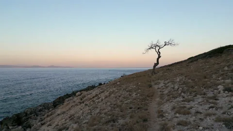 Leafless gnarly tree by the sea, global warming and loneliness concept Stock Footage 202279797