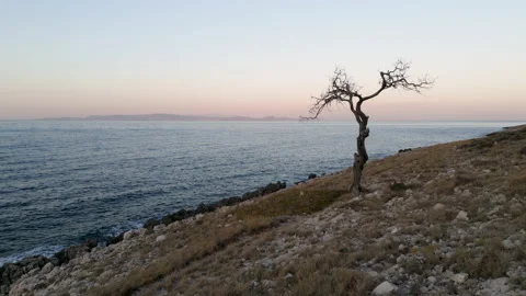 Leafless gnarly tree by the sea, global warming and loneliness concept Stock Footage 202283618
