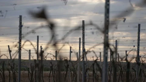 Leafless Grape Vine Rows Spring Time Empty Wine Field Making Agricultural Stock-Footage 153967786