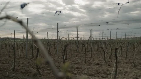 Leafless Grape Vine Rows Spring Time Empty Wine Field Making Agricultural Stockbeeldmateriaal 153968018