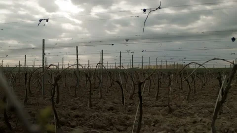 Leafless Grape Vine Rows Spring Time Empty Wine Field Making Agricultural Stockbeeldmateriaal 153969244