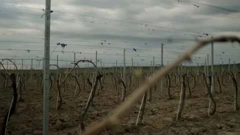Leafless Grape Vine Rows Spring Time Empty Wine Field Making Agricultural Stockbeeldmateriaal 153969252