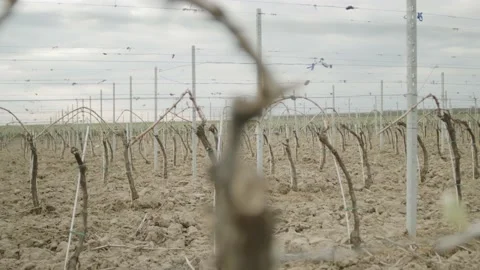 Leafless Grape Vine Rows Spring Time Empty Wine Field Making Agricultural Stockbeeldmateriaal 153969266