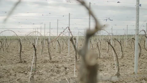 Leafless Grape Vine Rows Spring Time Empty Wine Field Making Agricultural Stock-Footage 153969285