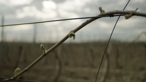 Leafless Grape Vine Rows Spring Time Empty Wine Field Making Agricultural Stockbeeldmateriaal 153969310