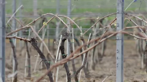 Leafless Grape Vine Rows Spring Time Empty Wine Field Making Agricultural Stockbeeldmateriaal 153969313