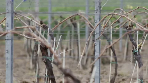 Leafless Grape Vine Rows Spring Time Empty Wine Field Making Agricultural Stockbeeldmateriaal 153969327