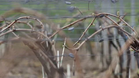 Leafless Grape Vine Rows Spring Time Empty Wine Field Making Agricultural Stockbeeldmateriaal 153969339