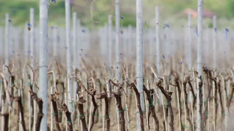 Leafless Grape Vine Rows Spring Time Empty Wine Field Making Agricultural Stock-Footage 153969374