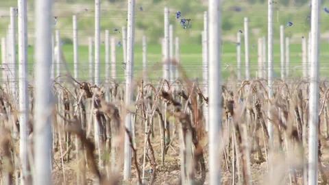 Leafless Grape Vine Rows Spring Time Empty Wine Field Making Agricultural Stock-Footage 153969378