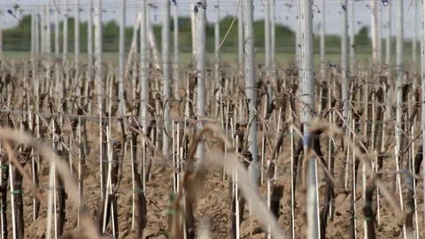 Leafless Grape Vine Rows Spring Time Empty Wine Field Making Agricultural Stockbeeldmateriaal 153969383