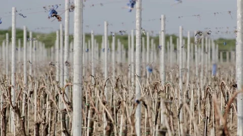 Leafless Grape Vine Rows Spring Time Empty Wine Field Making Agricultural Stockbeeldmateriaal 153969389