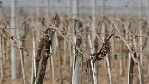 Leafless Grape Vine Rows Spring Time Empty Wine Field Making Agricultural Stock-Footage 153969649