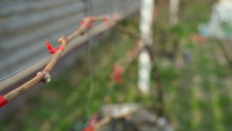 A leafless grapevine tied to a net with a garden stapler, close-up Stock Footage 310167888