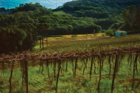 Leafless grapevines in a vineyard with house Stock Illustration