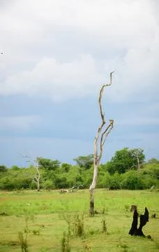 A leafless lonely dead tree standing alone in the middle of the grassy plain  Stock Photos