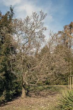 Leafless Magnolia Tree Covered with Flower Buds in Winter Stock Photos