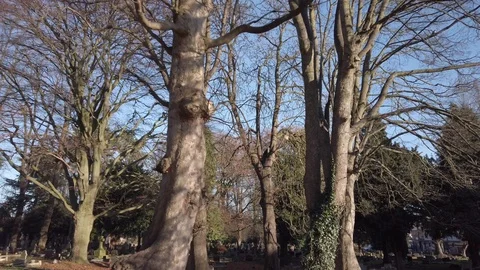 Leafless naked trees spooky graveyard moving shot in daylight Stock Footage 120737485