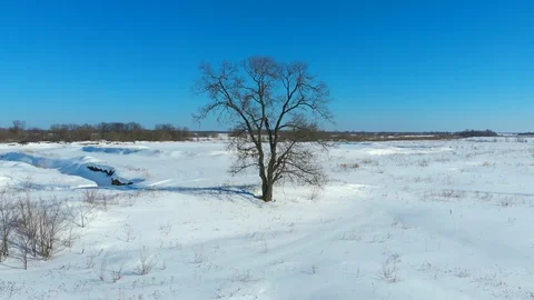 Leafless Oak Tree in Snowy Russian Field 库存影片 128926826