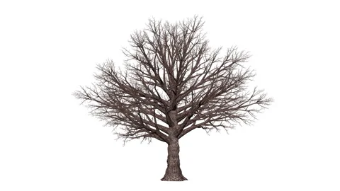 Leafless Oak Tree timelapse growing, white background Video stock 144379540