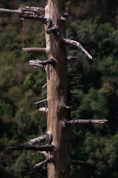 Leafless pine tree husk standing strait in summers Stock Photos