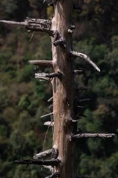 Leafless pine tree husk standing strait in summers Stock Photos
