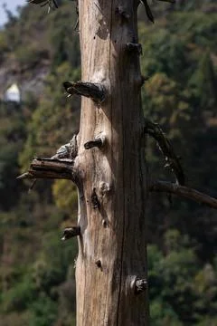Leafless pine tree husk standing straight in summers Stock Photos