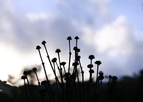 Leafless plant Stock Photos