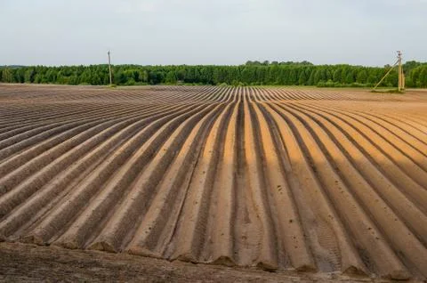 Leafless potato beds in the countryside in springtime Stock Photos