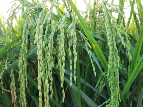 Leafless Rice Seeds 스톡 사진