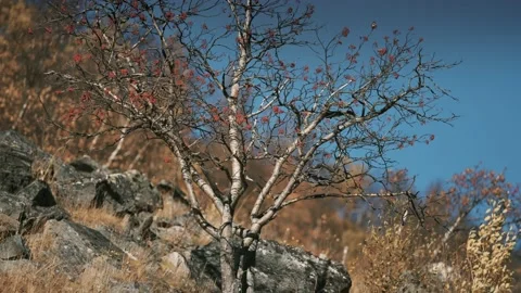 Leafless rowan tree with bright berries against the blue sky. Slow-motion, Stock Footage 172154448