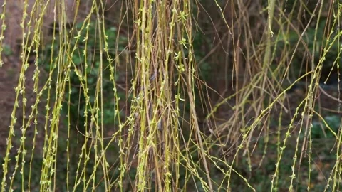 Leafless Salix babylonica (Weeping Willow) branches during winter Stock Footage 234768435