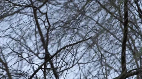 Leafless Salix babylonica (Weeping Willow) branches swaying during storm Stock Footage 234768877