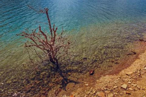 Leafless shrub in water Stock Photos