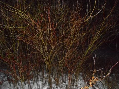 Leafless shrubs in snowy thicket at night under artificial light Stock Photos
