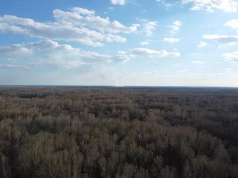 Leafless spring forest, aerial view. Forest terrain. Foto stock
