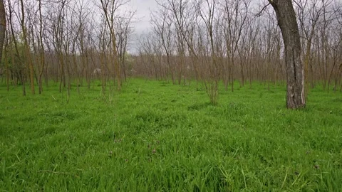 A leafless spring forest covered with young green grass. Video stock 342926069