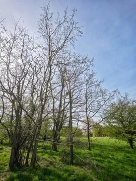Leafless spring trees in a green meadow with soft sunlight and blue sky Stock Photos