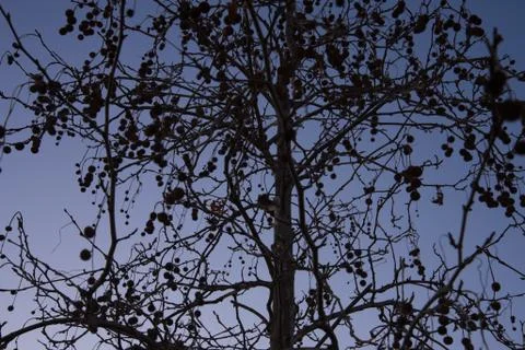 A leafless Sycamore tree with fruit in the background light at sunset. Outlin Stock Photos