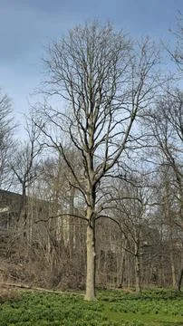 Leafless Tall Tree in the Park 스톡 사진