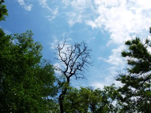 Leafless tree of acacia Stock Photos