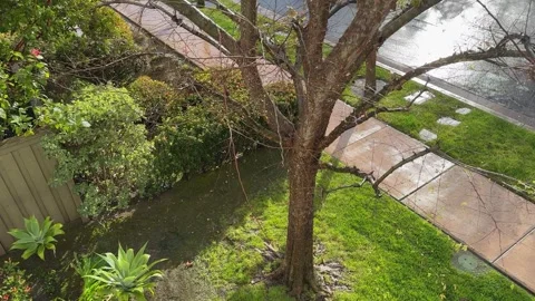 Leafless Tree After the Rain 스톡 동영상 269854165