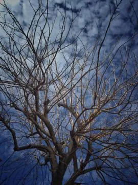Leafless tree against blue sky Foto stock