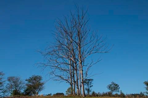 Leafless Tree Against Blue Sky Stock Photos