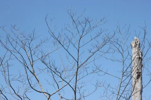 Leafless tree against deep blue sky Foto stock