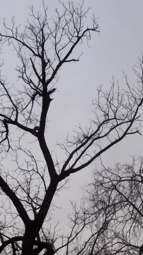 Leafless Tree Against Gray Winter Sky Stock Footage 344601244