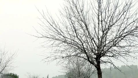 Leafless tree among yellow flowers Stock Footage 74090138