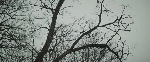 Leafless tree anamorphic Stock Footage 297633809